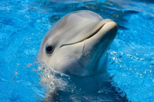 A bahama-szigeteken dolphin megváltó süllyesztett iphone
